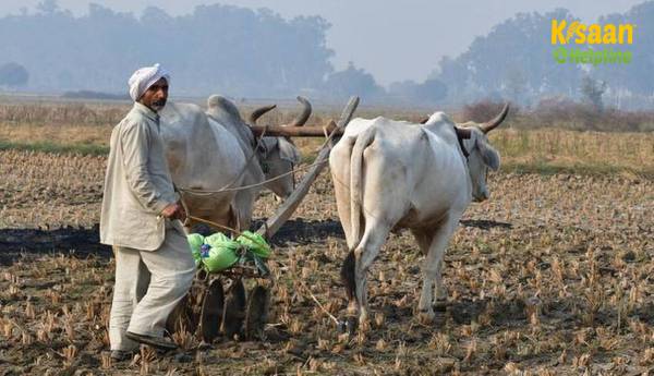 रबी की बुआई ने 67.5 मिलियन हेक्टेयर में नया रिकॉर्ड बनाया रबी की बुआई ने 67.5 मिलियन हेक्टेयर में नया रिकॉर्ड बनाया